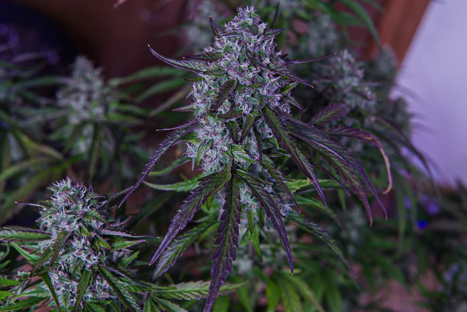 3wok OG - Image 2