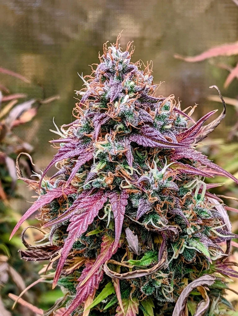 Grizzly Crinkle