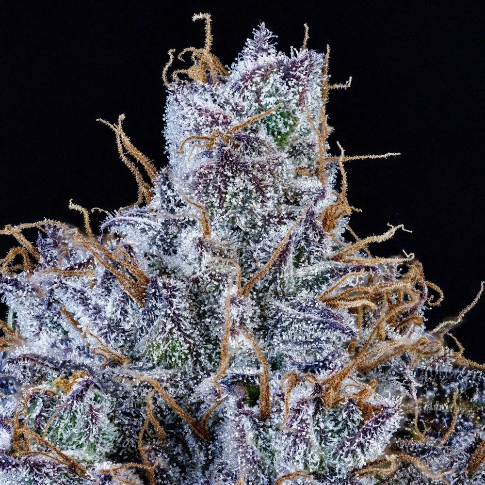 Mango Runtz - Image 4