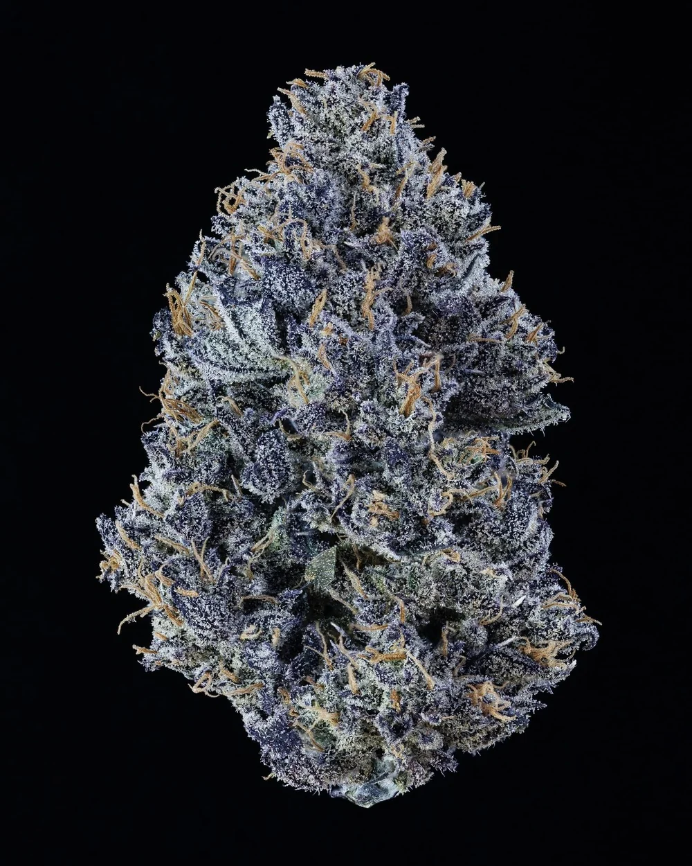 Mango Runtz - Image 6