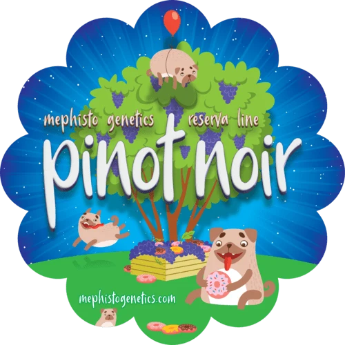 Pinot Noir - Image 10