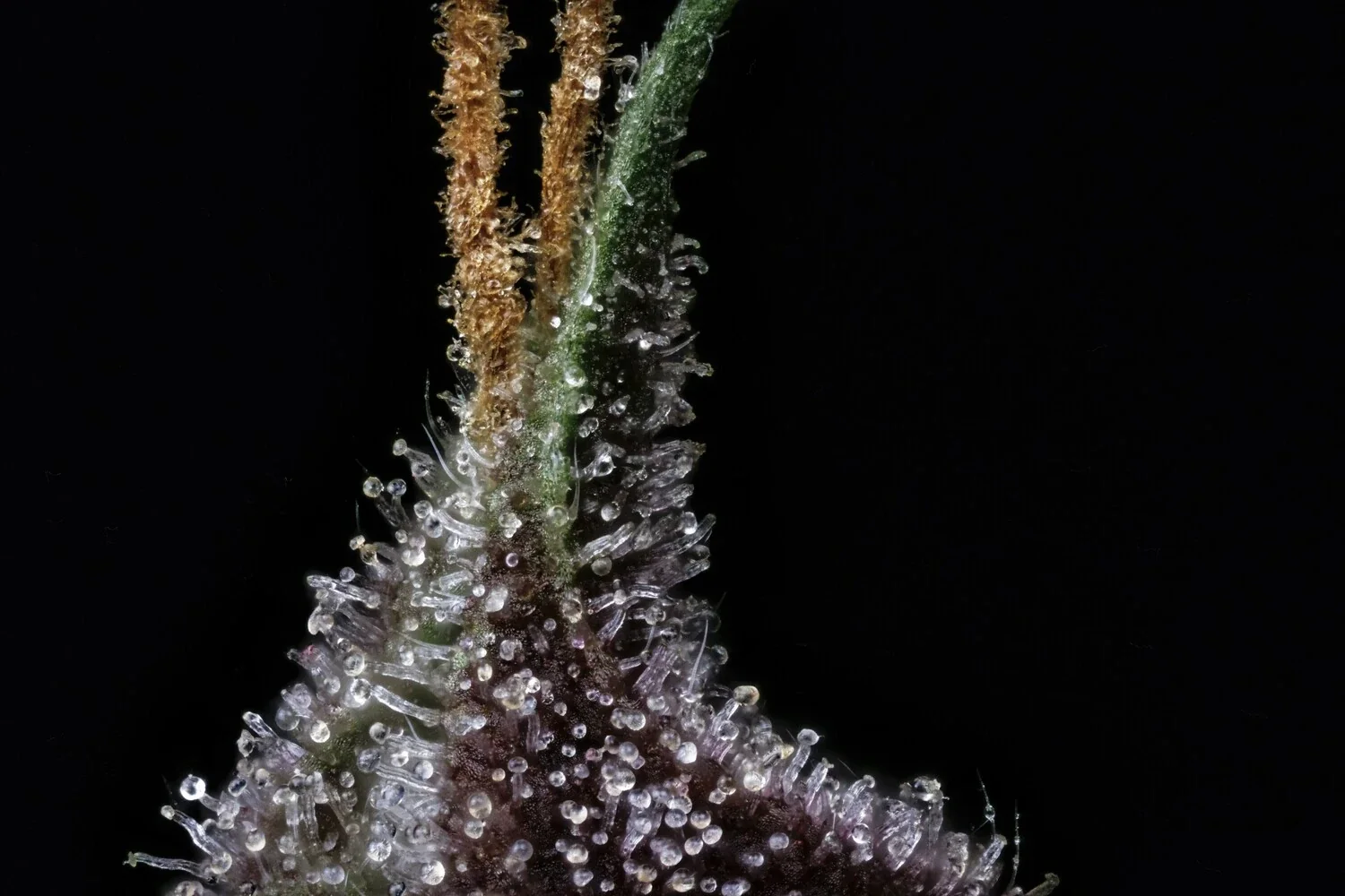 Purple Nuggets - Image 4