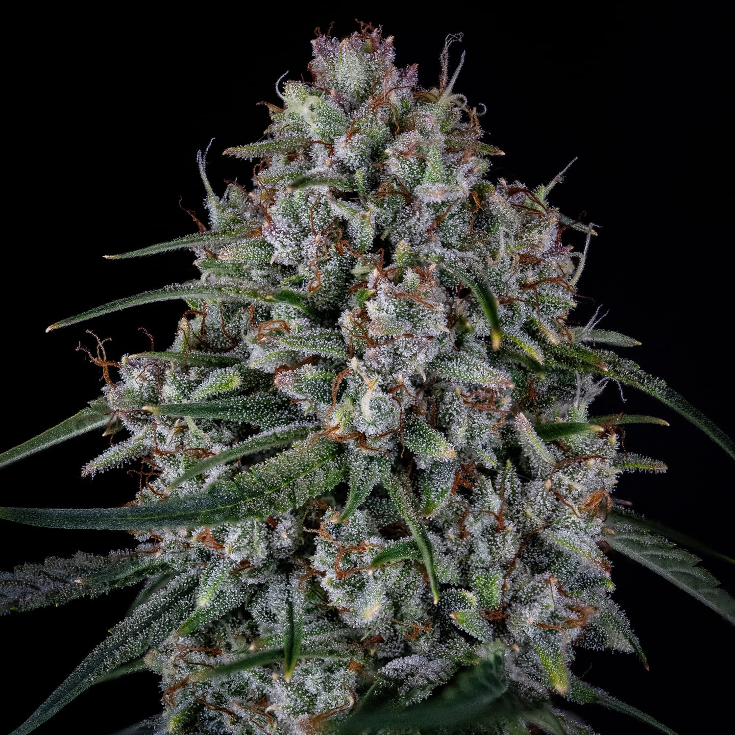 Skywalker - Image 2