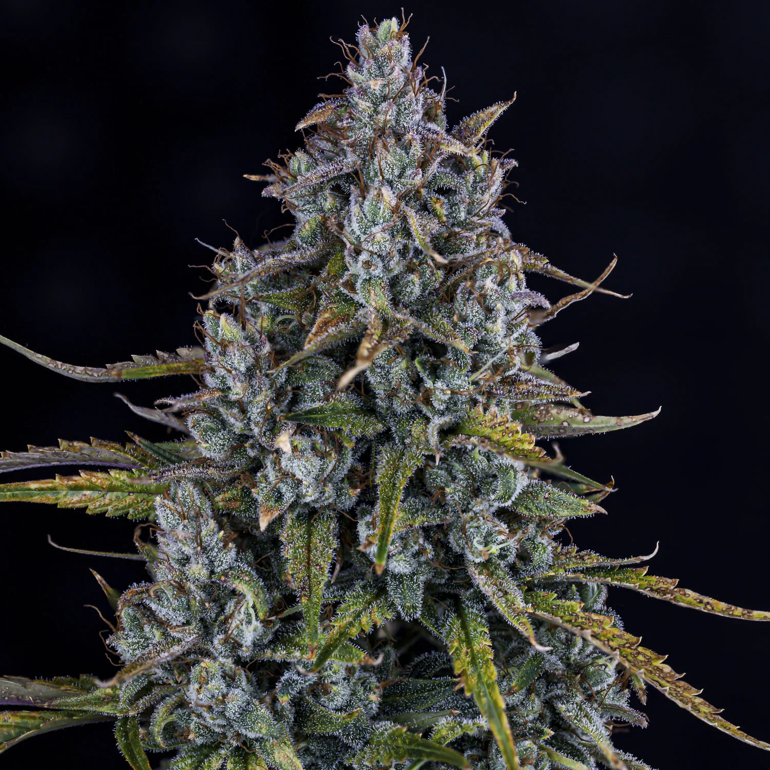 Sour Bubbly - Image 2