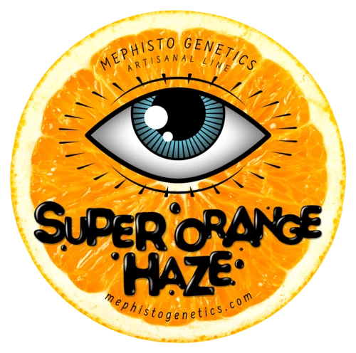 Super Orange Haze - Image 6
